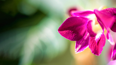 Orchid Flowers Close Up